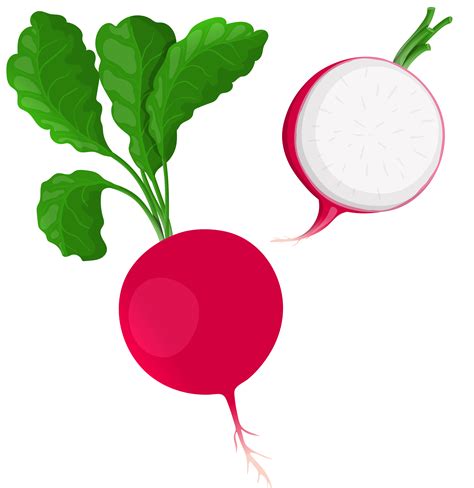 radish clip art|radish clip art free.